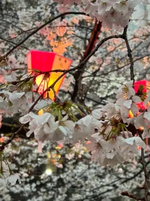 Cherry Blossoms Tokyo