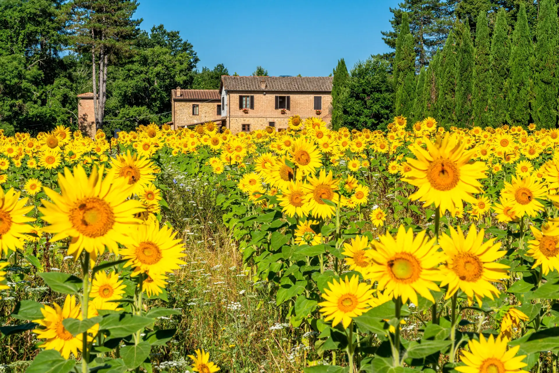 Tuscany Sunflowers