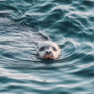 Seal Vancouver Harbour