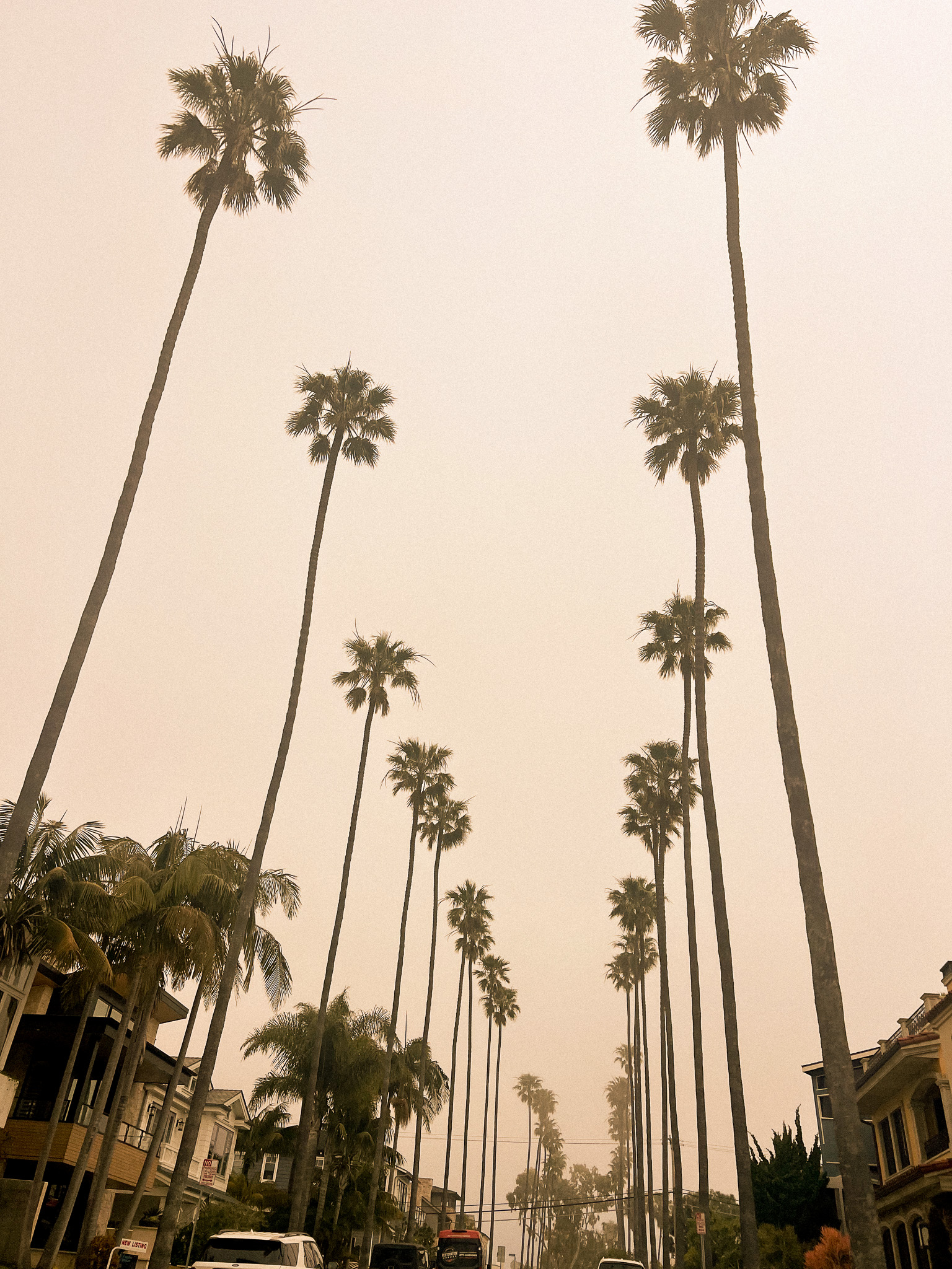 Del Mar California Palm Trees