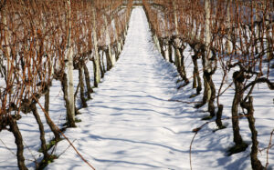 Vines in Canada with snow on them
