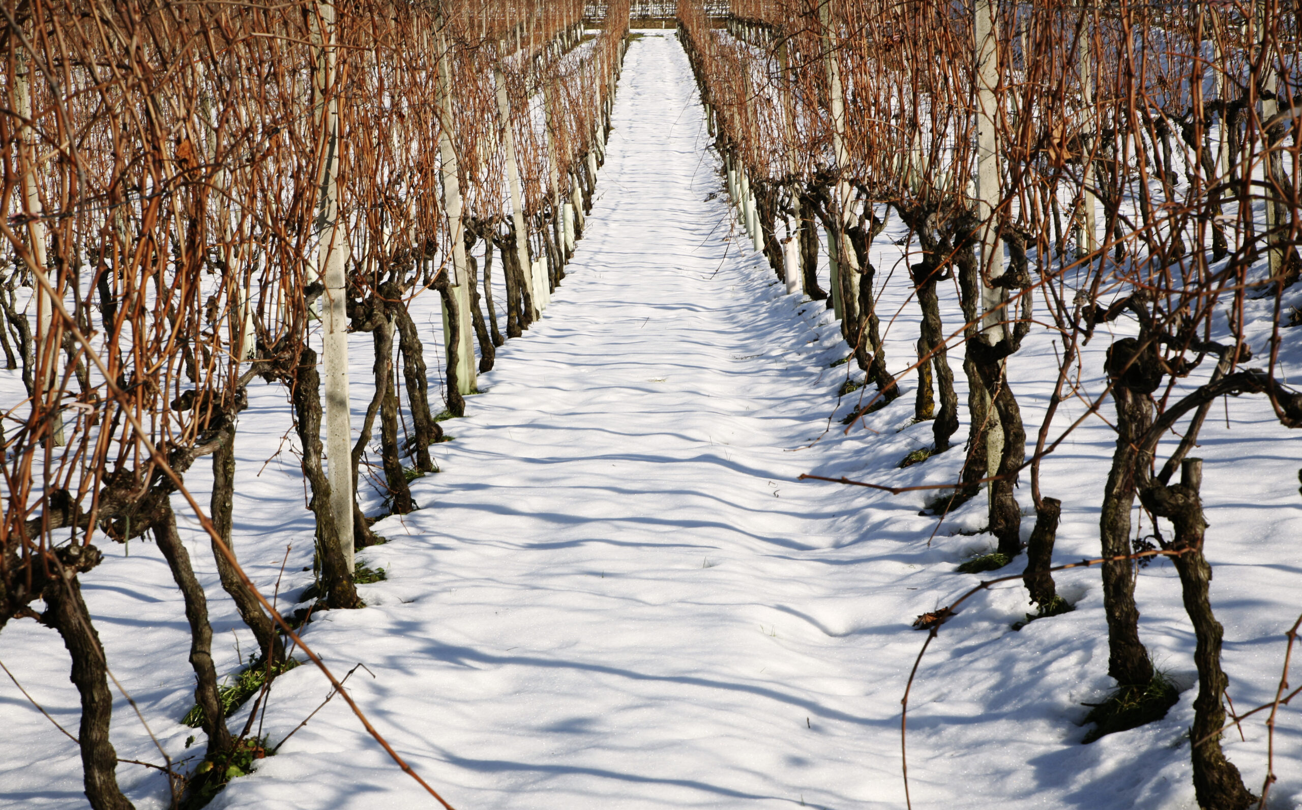 Vines in Canada with snow on them