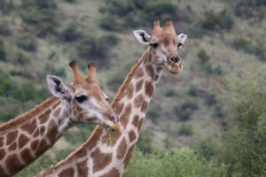 Giraffes on safari in Africa Pilanesberg Safari Tour