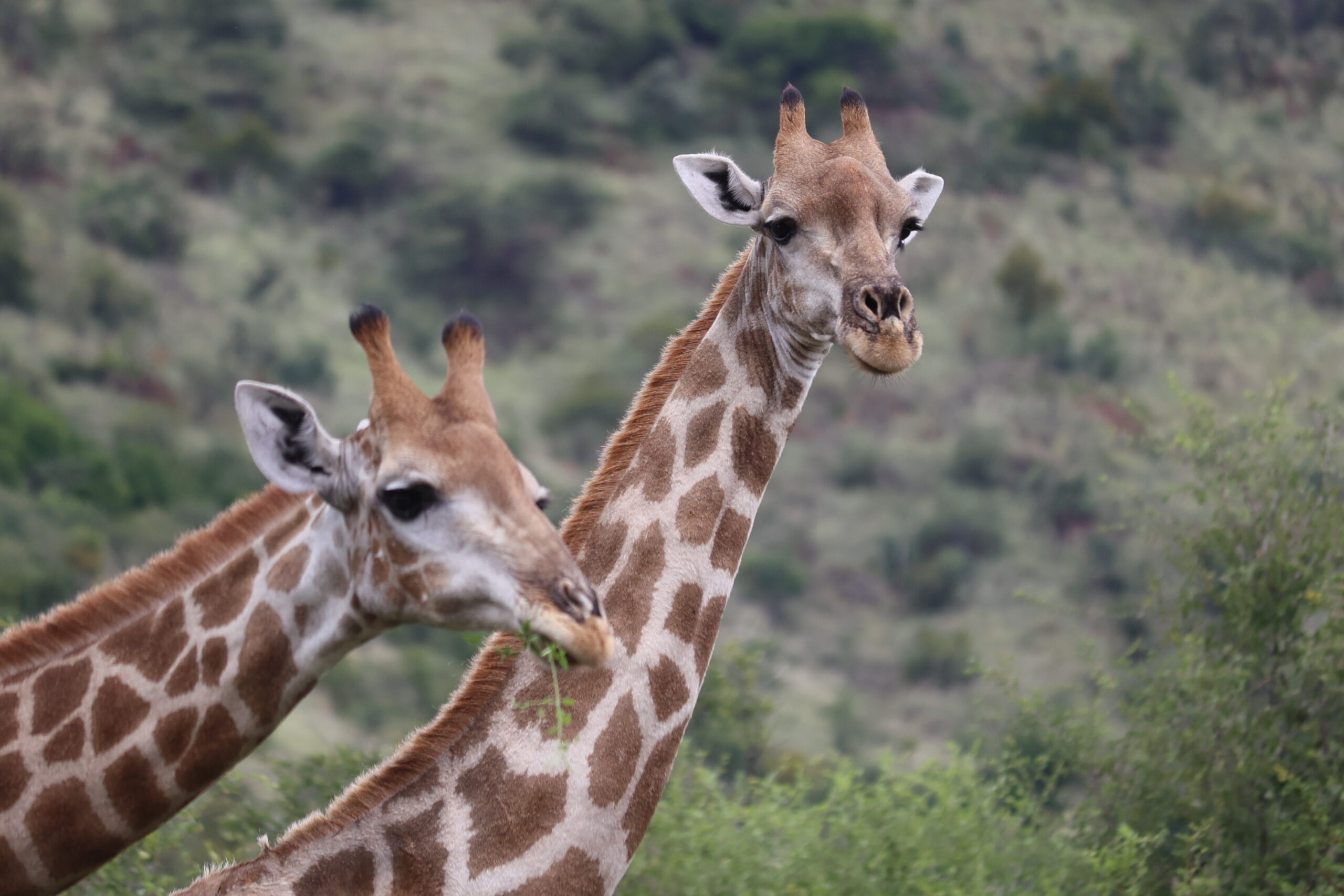 Giraffes on safari in Africa Pilanesberg Safari Tour